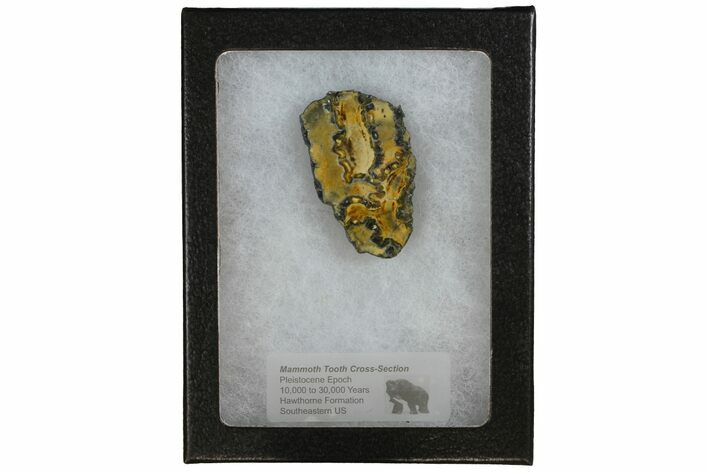 Mammoth Molar Slice With Case - South Carolina #144256